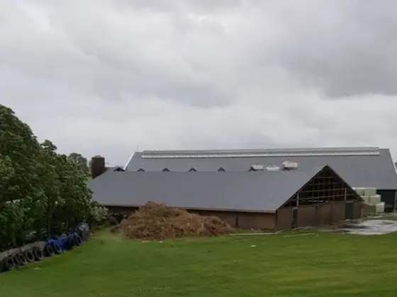Dakrenovatie jongveestal Waaxens — afbeelding 5