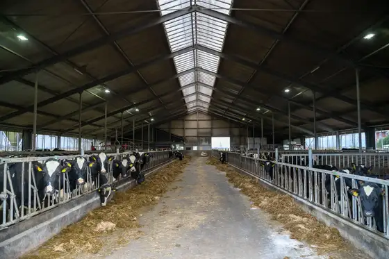 Nieuwbouw jongveestal en verbouwing in Brantgum — afbeelding 17