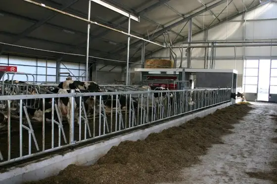 Nieuwbouw ligboxenstal It Heidenskip — afbeelding 3