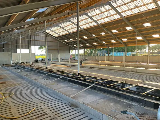 Nieuwbouw rundveestal in Haskerhorne — afbeelding 4
