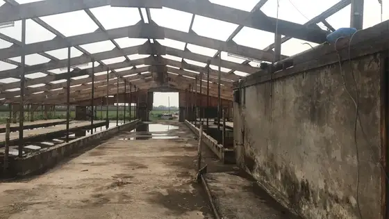 Nieuwbouw rundveestal in Haskerhorne — afbeelding 24