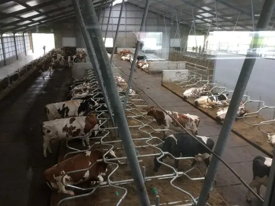Nieuwbouw stal Exmorra — afbeelding 4