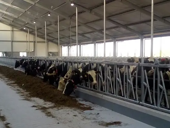 Nieuwbouw stal Nijland — afbeelding 1