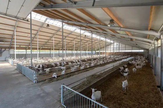 Nieuwbouw melkgeitenstal Mirns — afbeelding 1