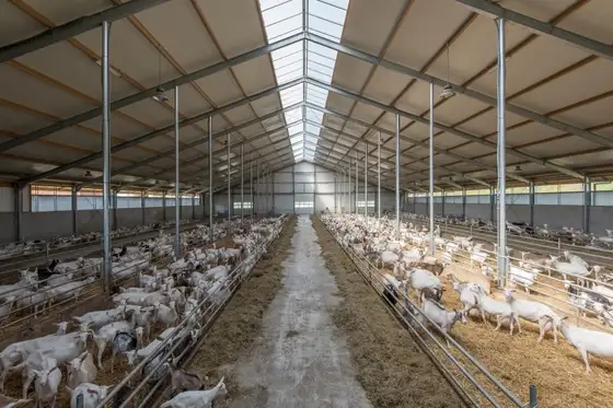 Nieuwbouw melkgeitenstal Mirns — afbeelding 7