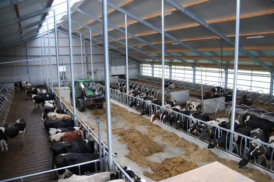 Nieuwbouw stal Lollum — afbeelding 1