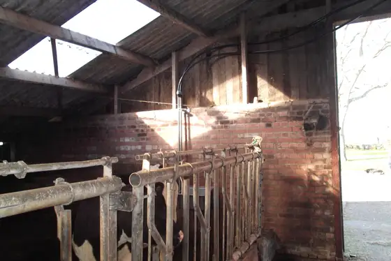 Renovatie jongveestal Lollum — afbeelding 4