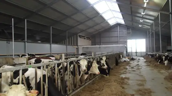 Verbouw Jongveestal Wommels — afbeelding 8